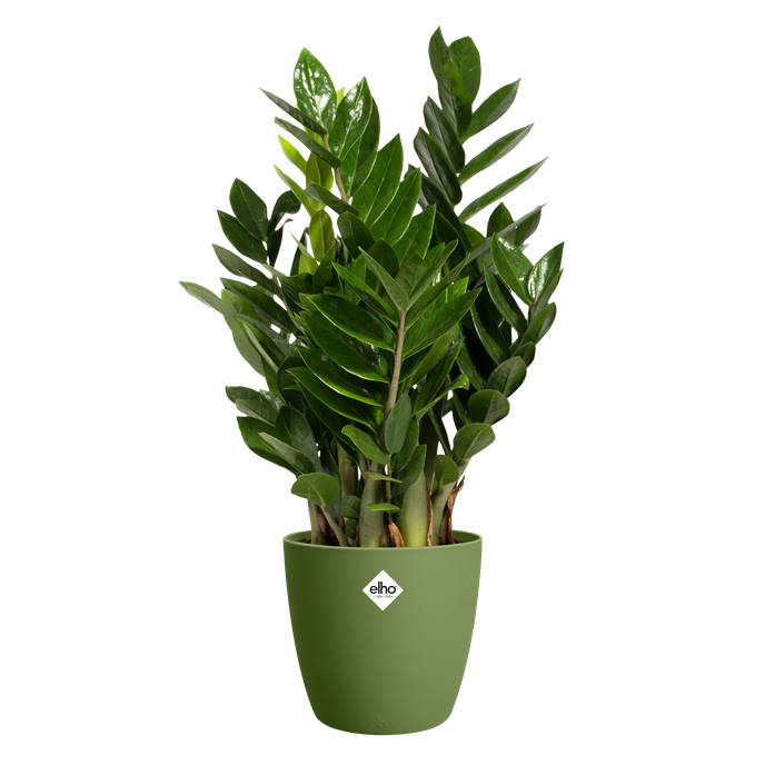 brussels rond 14cm moss green